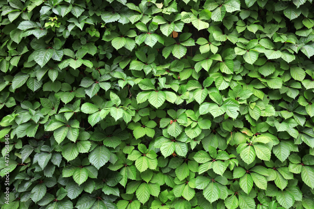 Ivy leaves covered the walls in a park Ivy leaves covered the walls in a park
