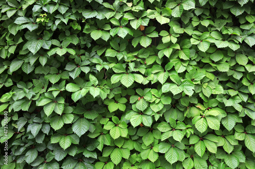 Ivy leaves covered the walls in a park