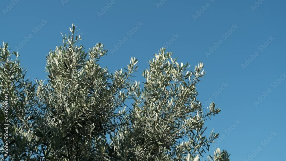 Green olive trees swaying in the gentle wind on the farm on a sunny day Green olive trees swaying in the gentle wind on the farm on a sunny day