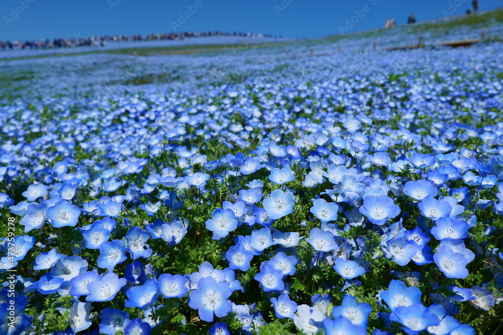 ひたち海浜公園のネモフィラ畑。ひたちなか、茨城、日本。４月下旬。