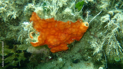Bryozoa or moss animal Schizomavella (Schizomavella) linearis undersea, Aegean Sea, Greece, Halkidiki
 photo
