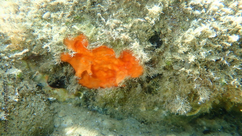 Bryozoa or moss animal Schizomavella (Schizomavella) linearis undersea, Aegean Sea, Greece, Halkidiki 
