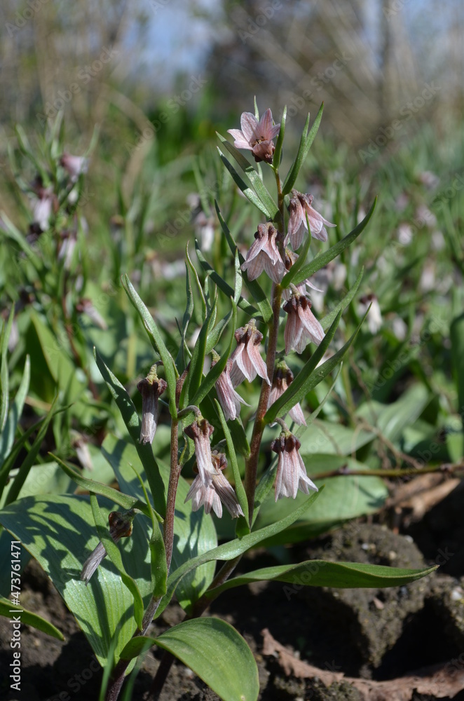 Spring blooming bulb, scientific name Fritillaria stenanthera Spring blooming bulb, scientific name Fritillaria stenanthera