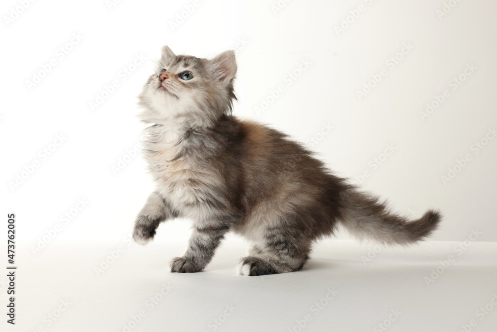 Beautiful kitten on white background. Cute pet