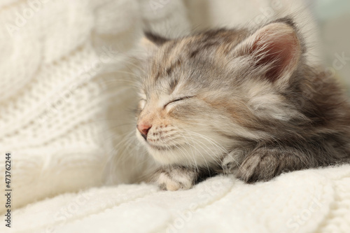 Cute kitten sleeping on white knitted blanket