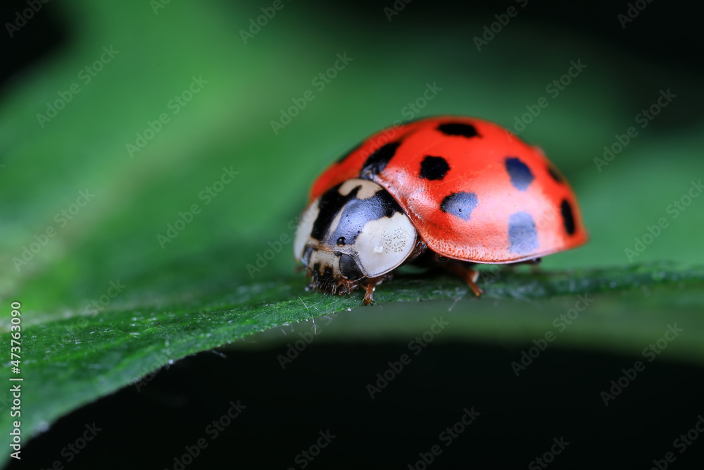 Fototapeta premium Ladybugs on wild plants, North China