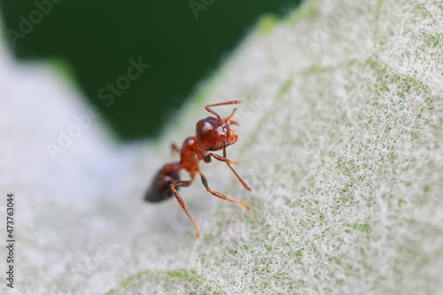 Ants in the wild, North China