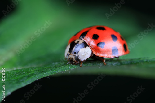 Ladybugs on wild plants, North China © zhang yongxin