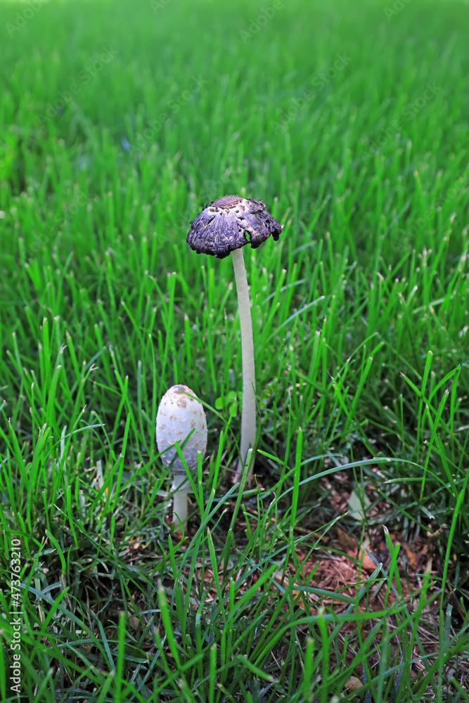 The small mushrooms in the grass are in the wild, North China The small mushrooms in the grass are in the wild, North China