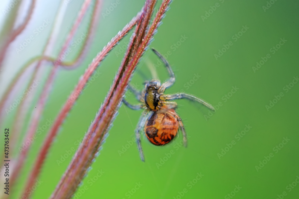 Spiders in the wild, North China Spiders in the wild, North China