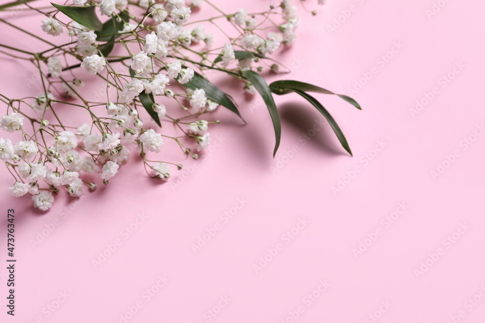 Beautiful gypsophila and green leaves on pink background. Space for text