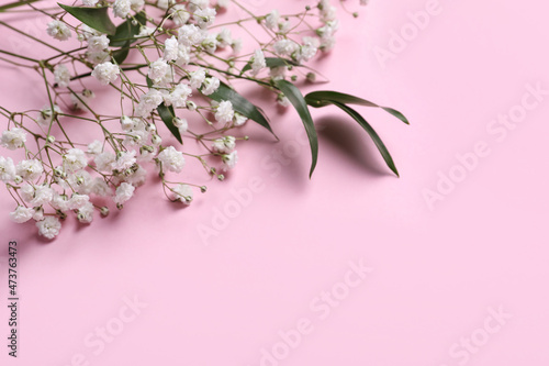 Beautiful gypsophila and green leaves on pink background. Space for text © New Africa