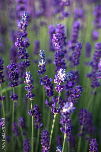 Selective focus Lavender flowers at sunset rays, Blooming Violet fragrant lavender flower summer landscape. Growing Lavender, harvest, perfume ingredient, aromatherapy. Lavender field lit by sunlight