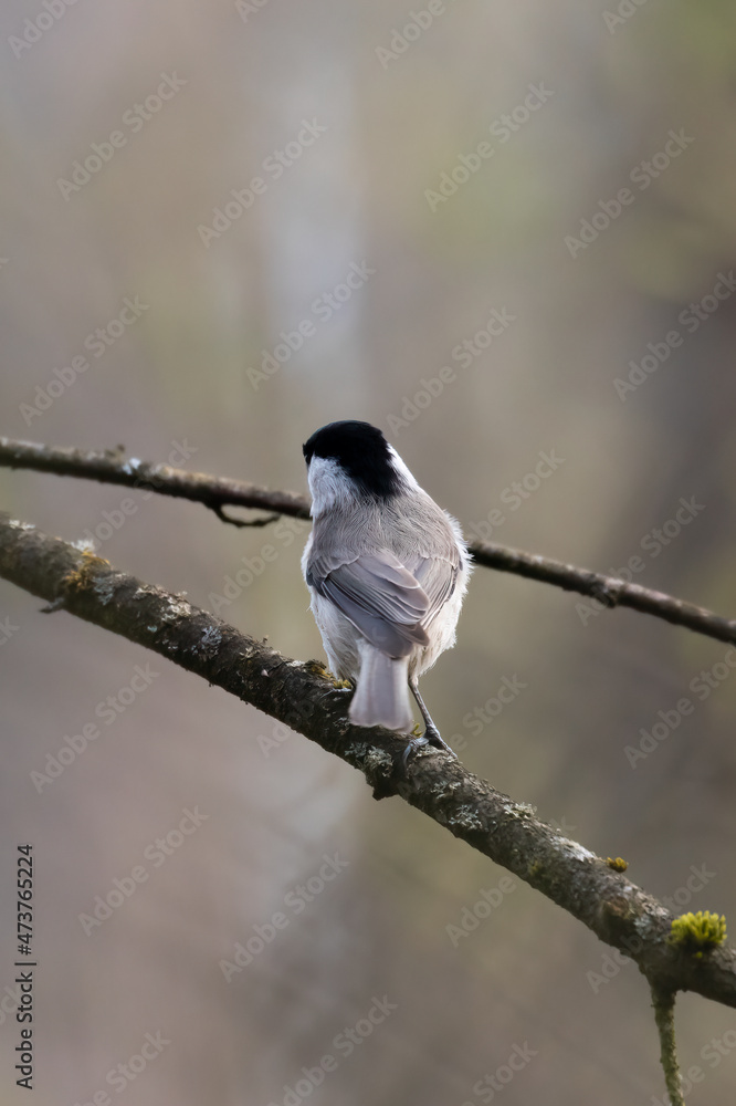 Marsh tit, Poecile palustris, bird in its natural habitat, black head and bright feathers on wings, very nice forest and urban bird Marsh tit, Poecile palustris, bird in its natural habitat, black head and bright feathers on wings, very nice forest and urban bird