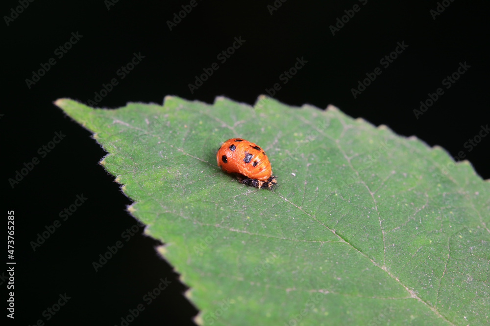 Fototapeta premium Ladybugs on wild plants, North China