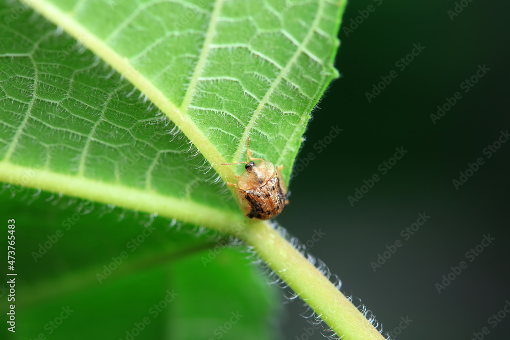 Hispidae family insect crawl on plants, North China Hispidae family insect crawl on plants, North China