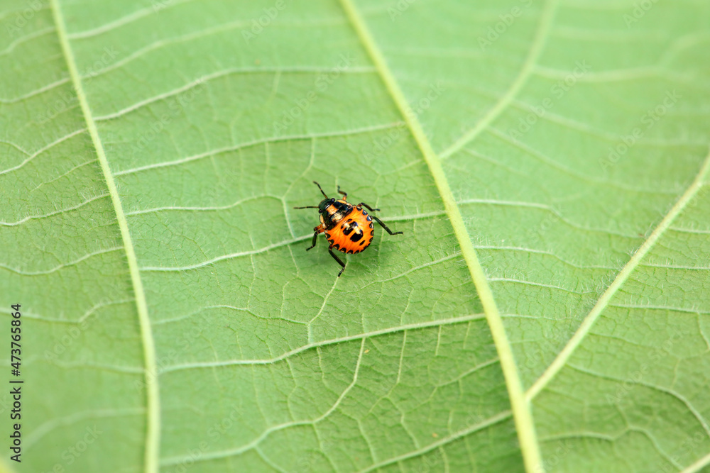 Fototapeta premium Hemiptera bugs in the wild, North China