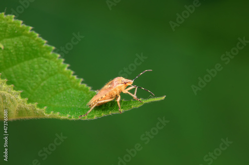 Stink bugs inhabit leaves in the wild, North China © zhang yongxin