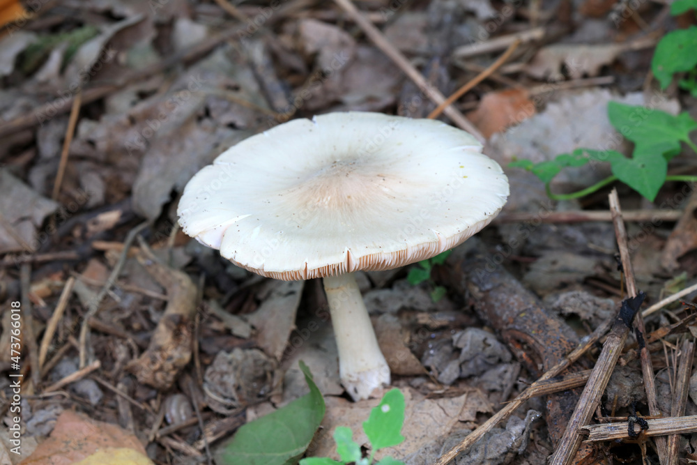 Wild mushrooms in the grass, North China Wild mushrooms in the grass, North China
