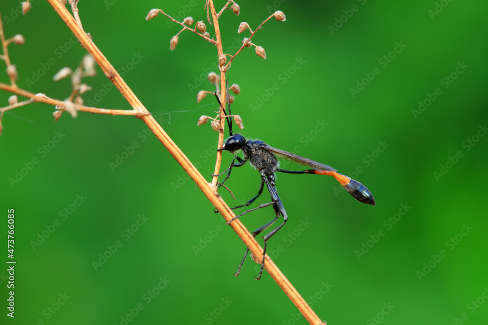 custom made wallpaper toronto digitalBee insects in the wild, North China