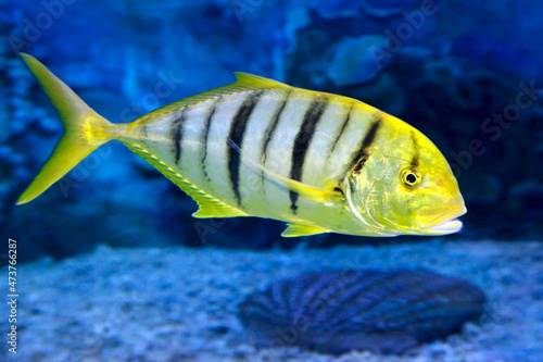 Golden trevally Gnathanodon speciosus, or golden kingfish.