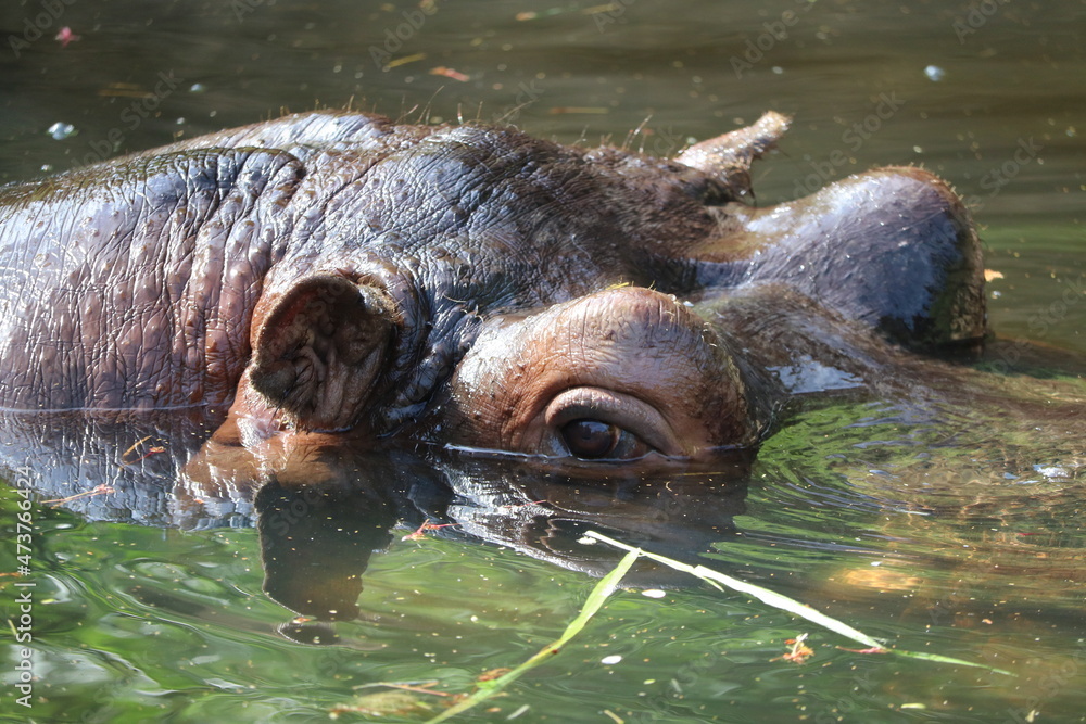 Fototapeta premium カバ