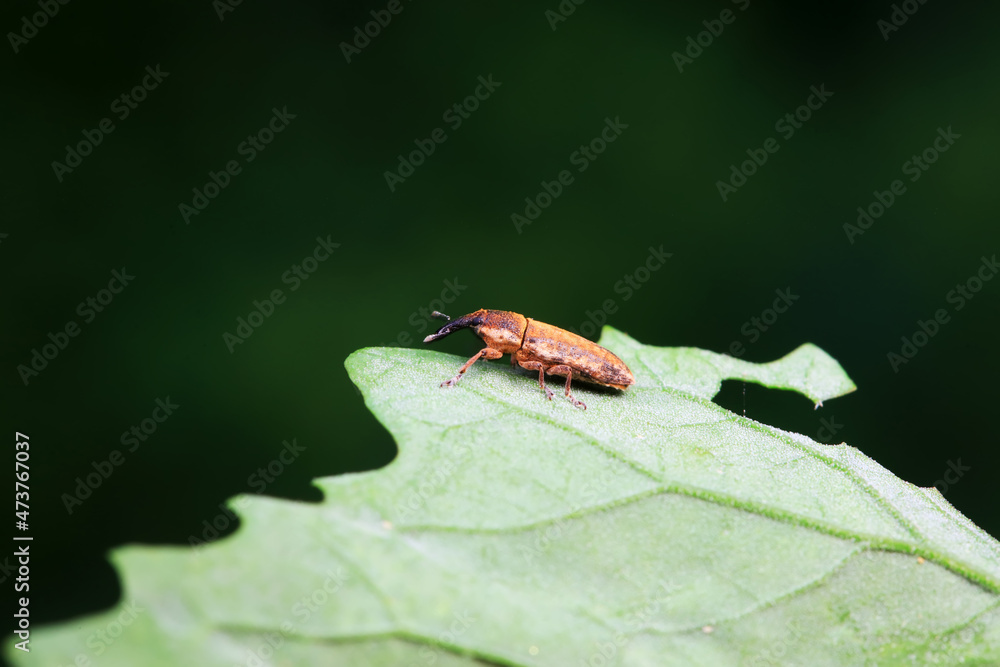 Weevil on wild plants, North China Weevil on wild plants, North China