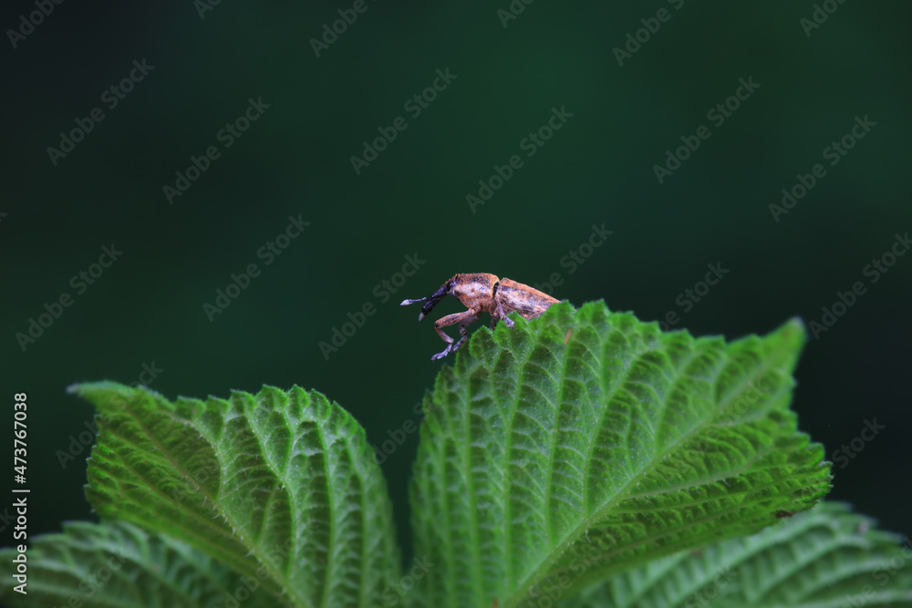 Fototapeta premium Weevil on wild plants, North China
