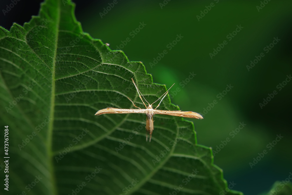 Naklejka premium Lepidoptera insects in the wild, North China