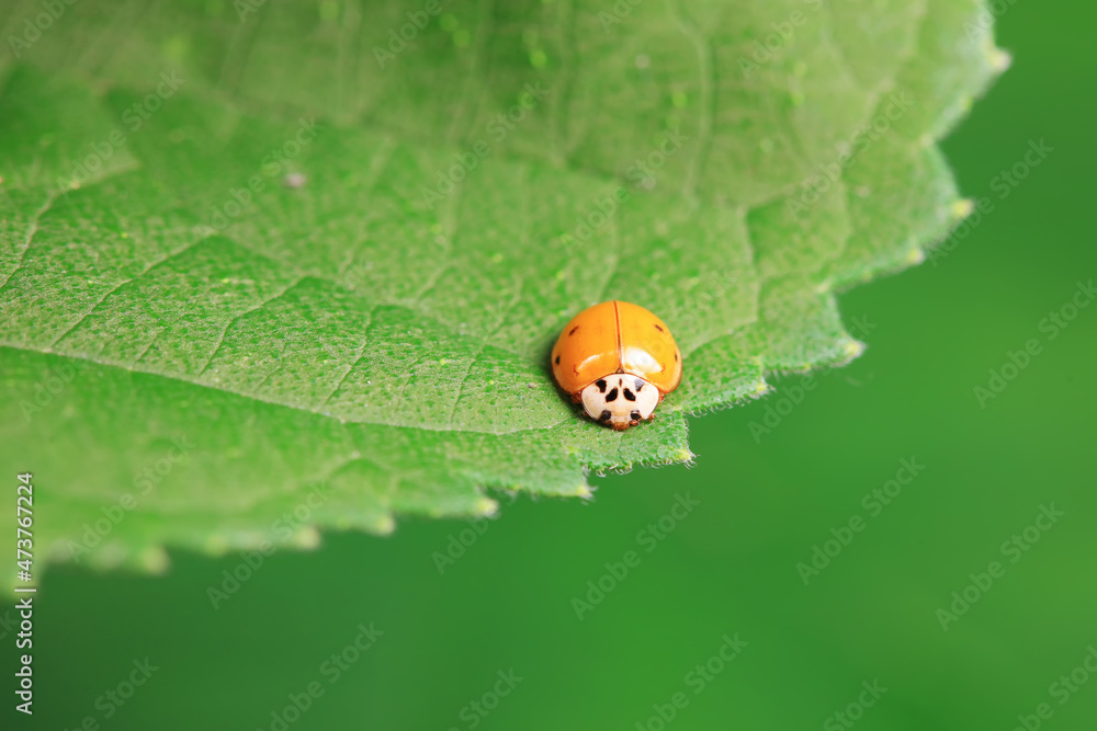 Ladybugs on wild plants, North China Ladybugs on wild plants, North China