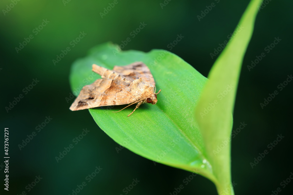 Lepidoptera insects in the wild, North China Lepidoptera insects in the wild, North China