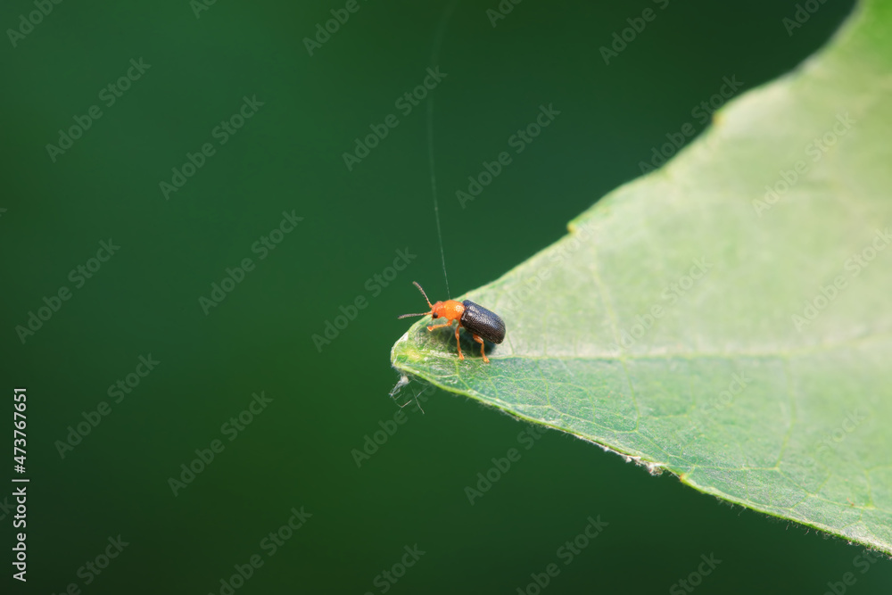 Leaf beetle on wild plants, North China Leaf beetle on wild plants, North China