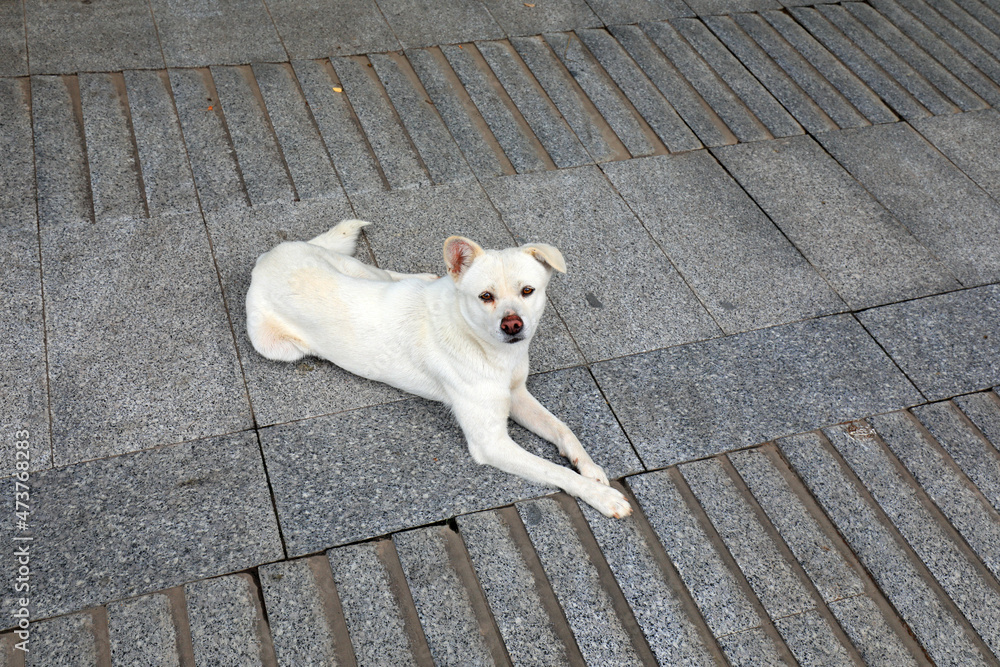 Fototapeta premium The white pet dog lay on the ground