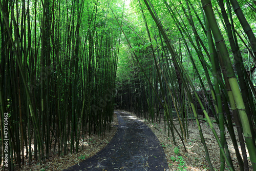 Green bamboo in Beijing Botanical Garden