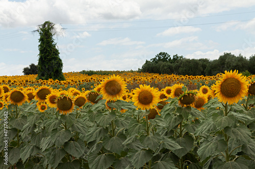 Campo con plantación de girasoles.