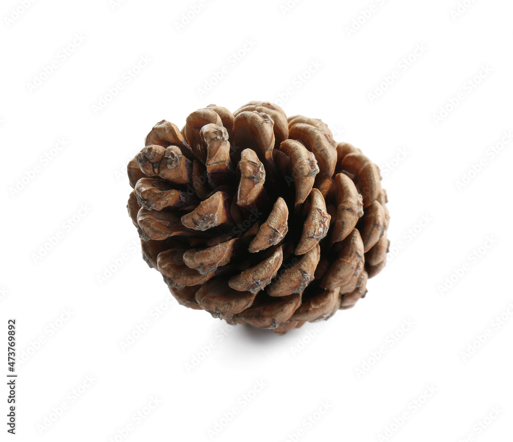 Beautiful dry pine cone isolated on white Beautiful dry pine cone isolated on white