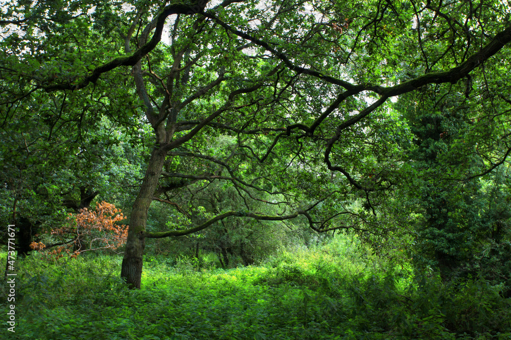 Native woodland scene