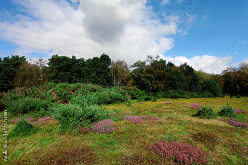 Wild meadow in UK