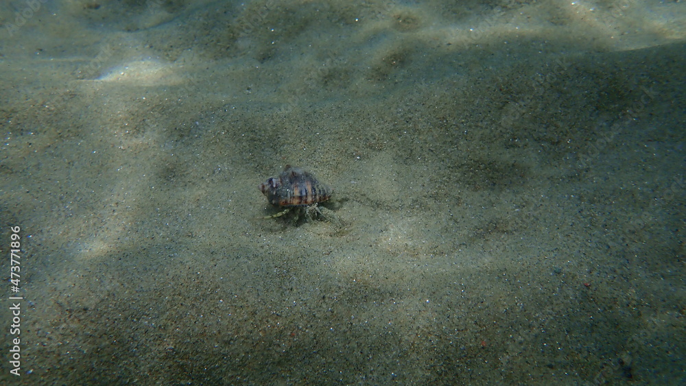 Hermit crab Anapagurus pusillus undersea, Aegean Sea, Greece, Halkidiki