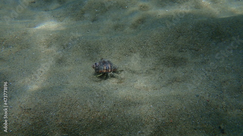 Hermit crab Anapagurus pusillus undersea  Aegean Sea  Greece  Halkidiki
