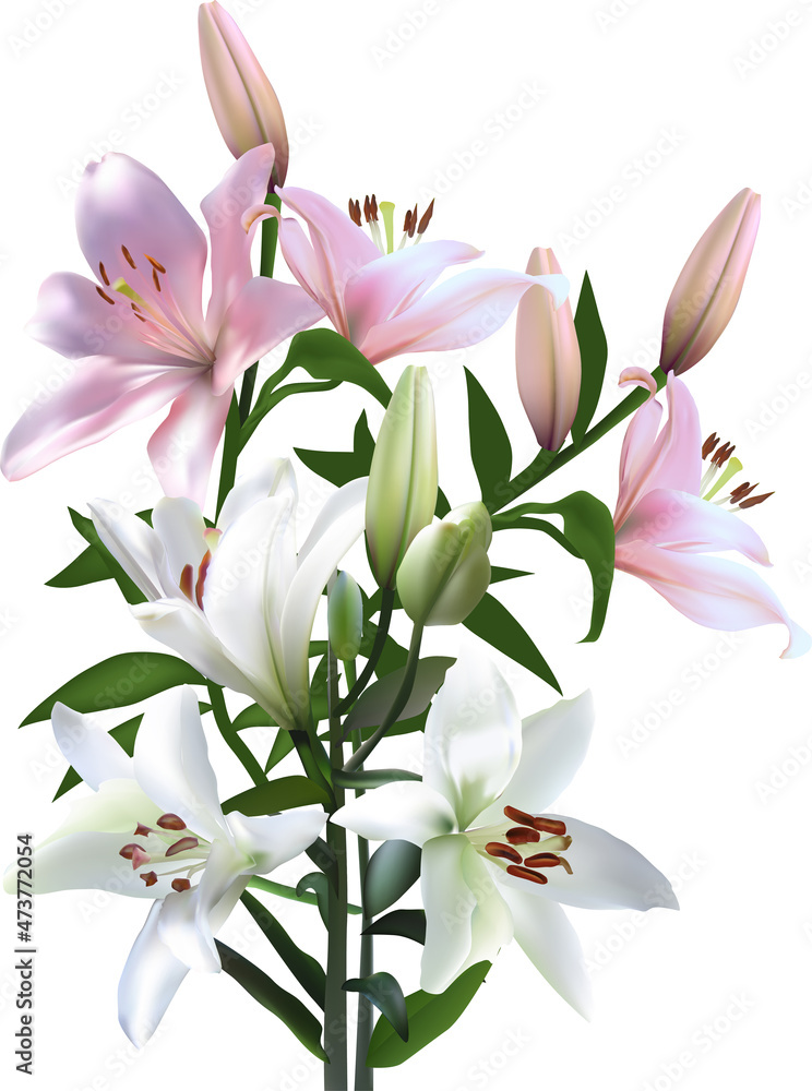 isolated light pink and white lily flowers isolated light pink and white lily flowers