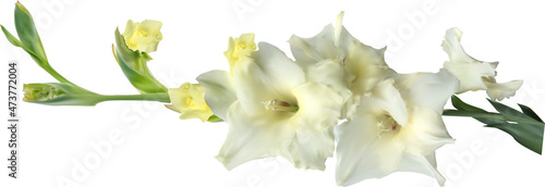 Tableau sur toile light yellow gladiolus flower isolated on white