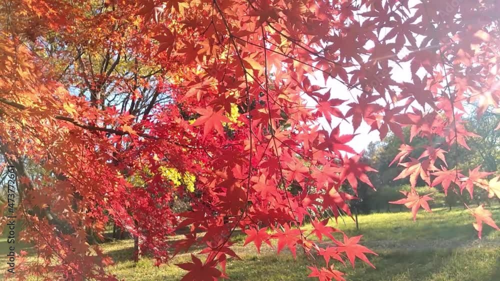 紅葉 紅葉