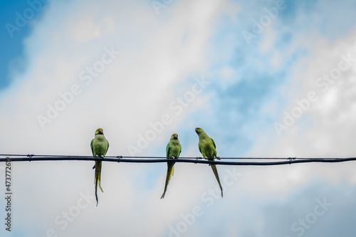 Rose-ringed parakeet parrots (Psittacula krameri) Sitting on a cable and in the background the sky. Wildlife scene from tropical nature