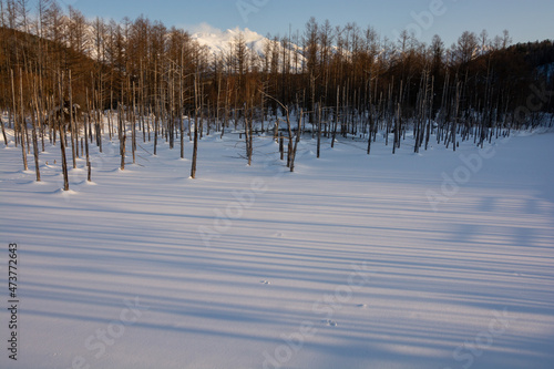 早春の夕暮れの青い池と雪山 美瑛町 