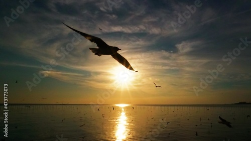 Beautiful nature landscape of seagulls silhouette in the evening. © NoonVirachada