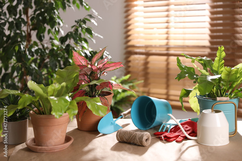 Beautiful houseplants and gardening tools on table indoors