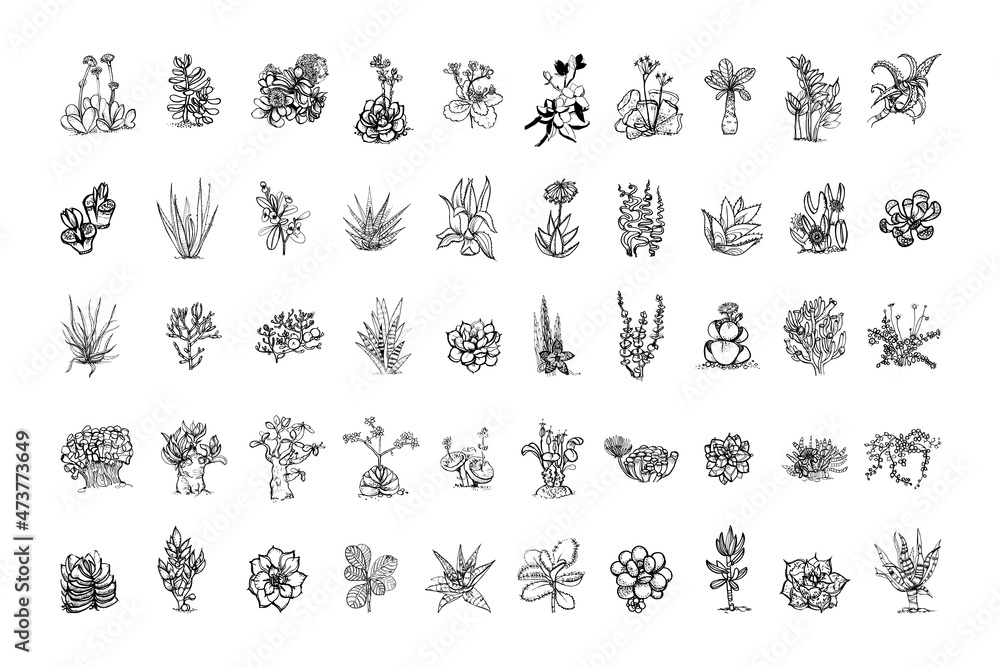 Collection of monochrome illustrations of succulents in sketch style. Hand drawings in art ink style. Black and white graphics.
