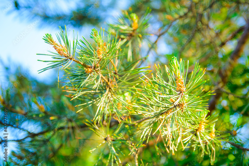 Close-up of a pine branch. Blurred background Close-up of a pine branch. Blurred background