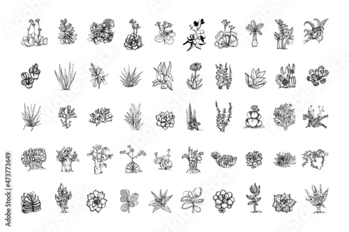 Collection of monochrome illustrations of succulents in sketch style. Hand drawings in art ink style. Black and white graphics. © Malika